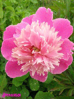 Открытка распускается он будто Радугу извергая бутон пиона, я открытка с разн...