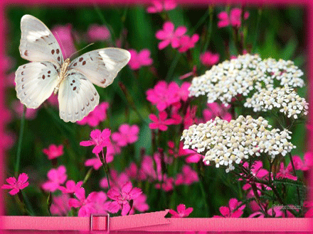 Открытка розовые цветы космеи. Открытка Космея и ромашка.   