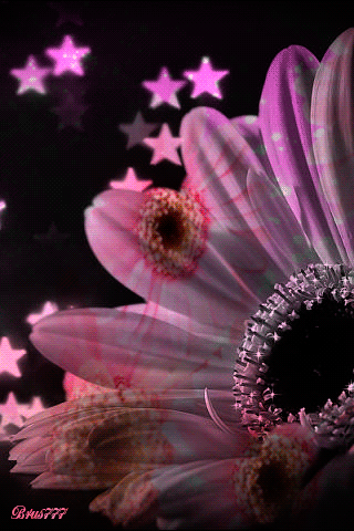 Открытка с днём рождения с фоном из разноцветного терьеров. 