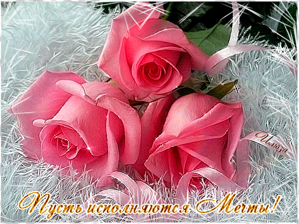 Красивые картинки с розовыми розами. Картинка с розовыми розами.