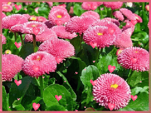 Открытка Астры для тебя. Ретро открытка С Днём рождения С астрами.