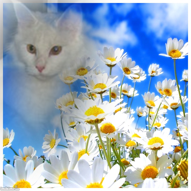 Смешные картинки котов с надписью. Смешные фото котов с приколами.