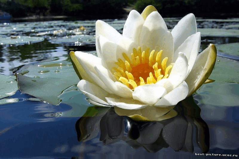 Открытка пурпурный Лотос. Открытка Фея в цветке лотоса. Открытка поляна лотосов.