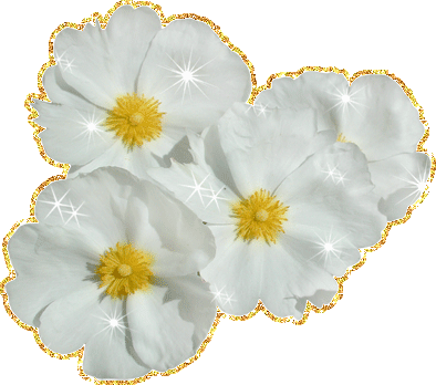 Открытка мерцающий цветок Космея. Открытка Доброе утро разными цветами мерцаю...