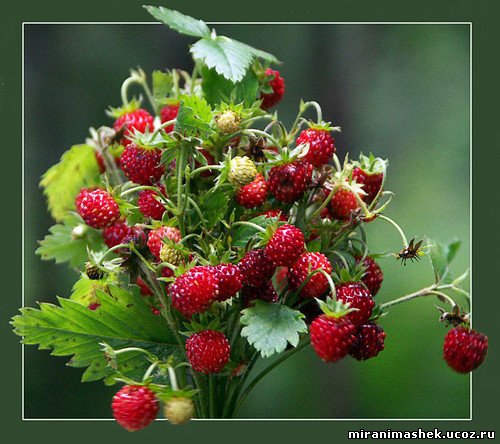 Открытки с ягодами. Открытки с ягодами и цветами. Открытка торт с ягодами, с ...