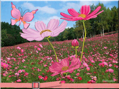 Открытка поляна к смей на ветру. Открытка Скоро лето с цветами космеи и нарци...