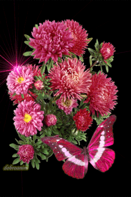 Открытка с астрами. Картинки доброе утро с астрами, картинки с астрами, краси...