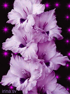 Гладиолусы фото с днём рождения. Гладиолусы фото. Цитаты ты на открытках с гл...