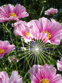 Открытка бабочка На цветке пурпурной космеи.  Открытка к космеи на ветру.