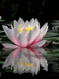 Красивые картинки с лотосом. Картинки с цветком лотоса. Картинки с изображени...