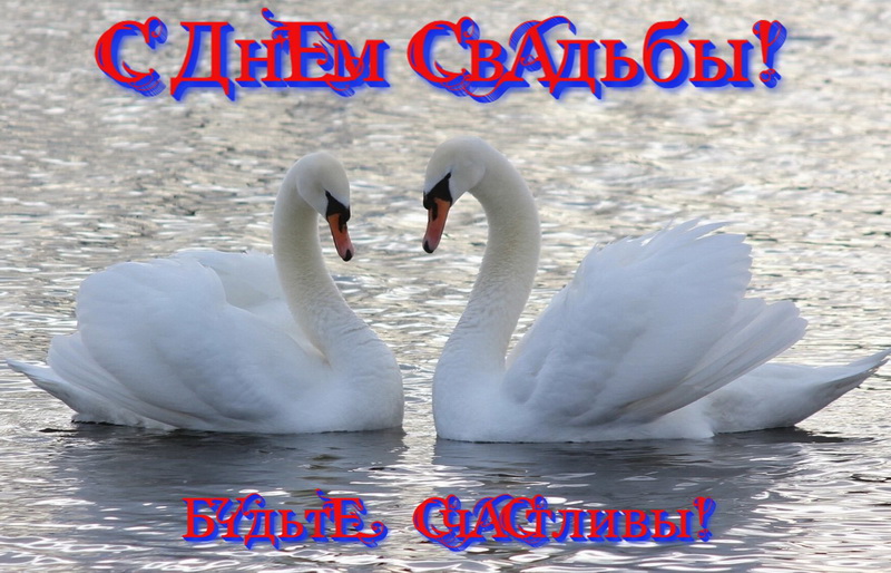 Картинки лебеди с лебедятами. Картинки с двумя лебедями. Картинки изображение...