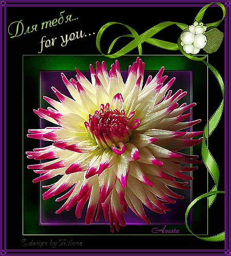 Открытка с астрами. Картинки доброе утро с астрами, картинки с астрами, краси...