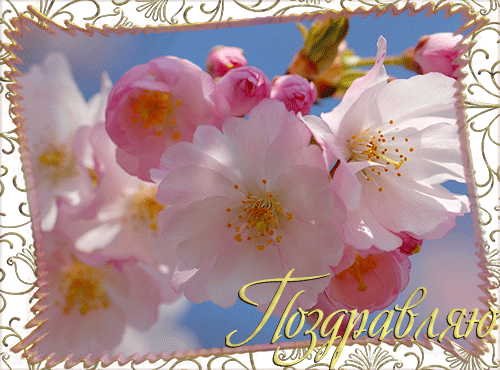 Открытки скачать бесплатно на поздравляю.  Бесплатные поздравления открытки.