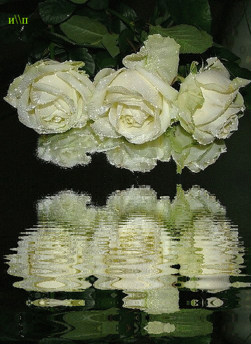 Открытка прекрасному человеку, с букетом белых роз. Открытка для тебя, с белы...