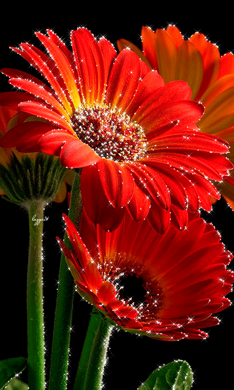 Открытка мерцающая 3 гербера оранжевый, розовый, и ярко малиновый Гербер.