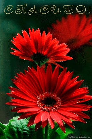 Оранжевые герберы фото. Герберы фото букетов. Белые герберы фото.