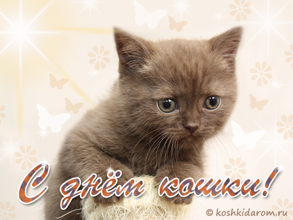 Анимационные открытки с Днем кошек. Прикольные открытки с Днем кошек. 