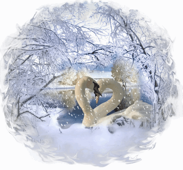 Открытка  открытка к международному Дню семьи с лебедем. Открытка Два лебедя ...