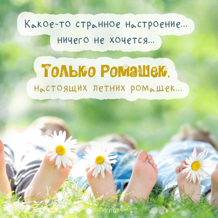 Открытка с ромашками на 8 марта. Открытка с ромашками Спасибо.