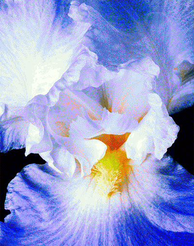 Картинка ирисами. Открытки с ирисами. Открытки С ирисами С днём рождения.