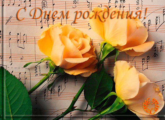 Красивый три жёлтые розы. Открытка для дочери на день рождения с жёлтыми розами.