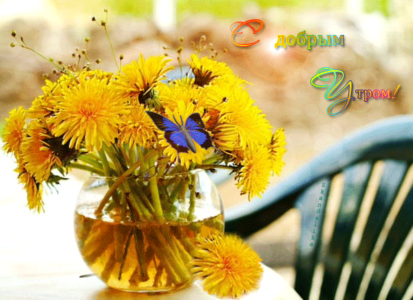 Открытка белый одуванчик под палящим солнцем. Открытка с днём рождения, с жёл...