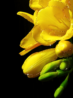 Открытка с распускающимися цветами фрезии. Открытка роса на цветах.