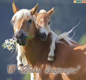 Открытка с красивым конём к Новому году. Открытки с лошадьми.