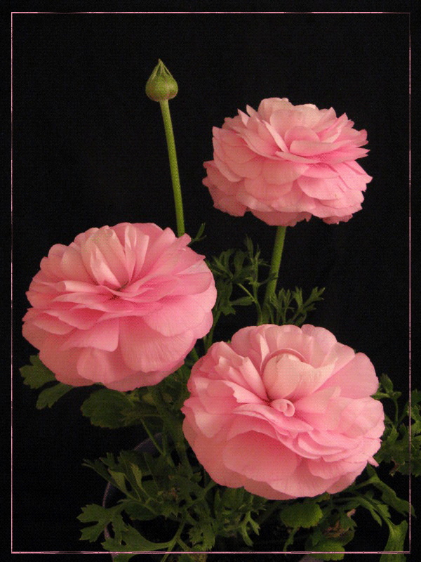 Картинки букетов с пионами. Картинки с пионами. Картинки девушка с пионами. 