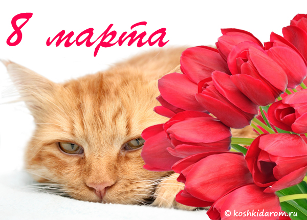 Открытки поздравляю с праздником 8 марта! Открытка с букетом розовых роз. Отк...