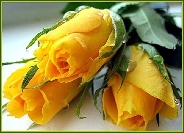 Картинки С днём рождения с жёлтыми розами. Картинки с жёлтыми розами.