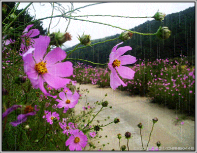 Открытка поляна к смей на ветру. Открытка Скоро лето с цветами космеи и нарци...