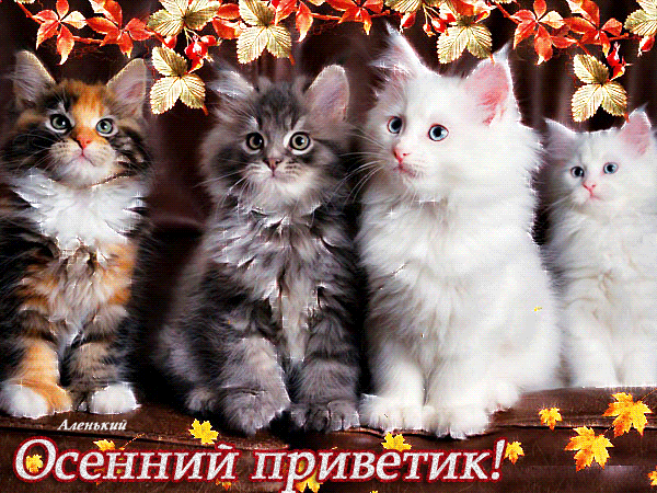 Прикольные картинки осенний Привет. Красивые картинки осенний Привет. 