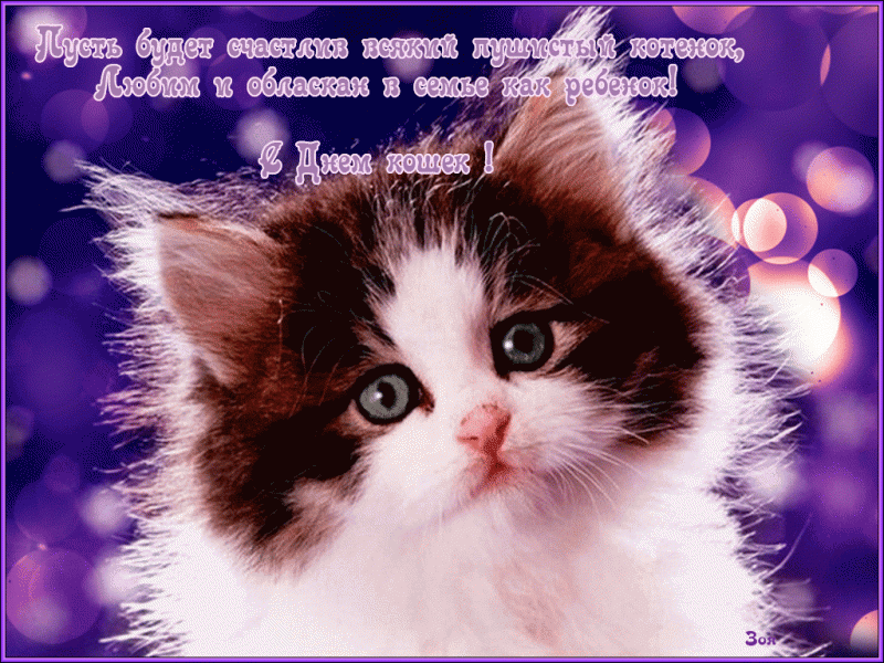 Прикольные открытки с Днем кошек. День кошек в России открытки.