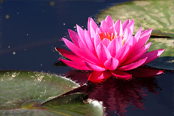 Открытка гиф белый лотос. Открытка Лотос под дождём. Открытка белый лотос на ...