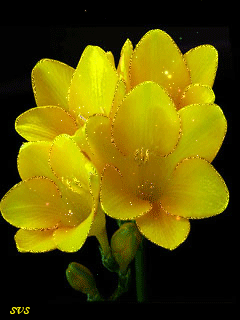 Открытка с распускающимися цветами фрезии. Открытка роса на цветах.