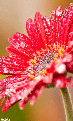 Открытка мерцающая 3 гербера оранжевый, розовый, и ярко малиновый Гербер.