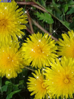 Одуванчик картинка для детей. Фото одуванчика Одуванчики фотообои.