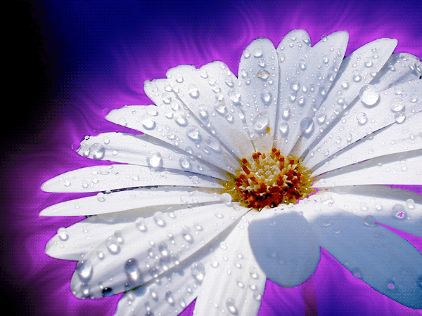 Открытка поляна к смей на ветру. Открытка Скоро лето с цветами космеи и нарци...