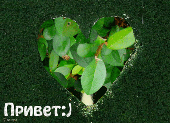 Открытка с белой кошкой Привет Как как открытка медвежонок в Малине Привет ма...