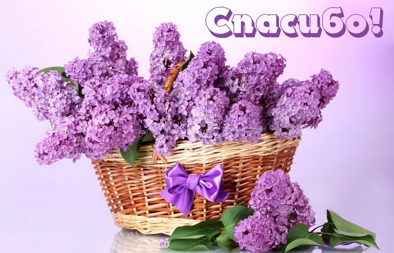 Открытки чудесного весеннего настроения с цветами сирени.   