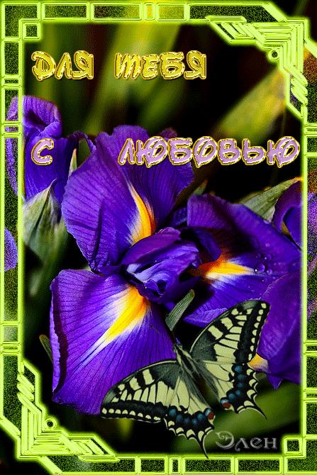 Красивые фото ирисов. Ирисы фото на рабочий стол. Картинки цветов ириса.