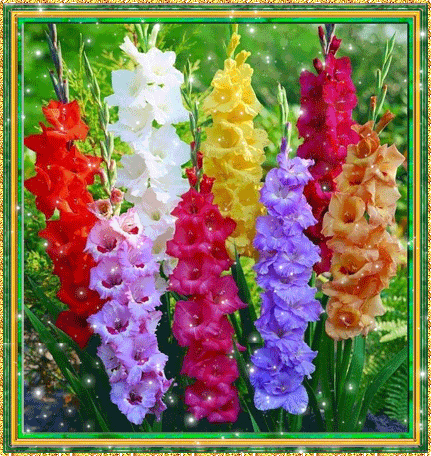 Открытка розовые гладиолусы и розовые сердечки на сером фоне.