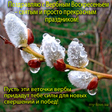 Картинки открытки с вербным воскресеньем. Картинки анимашки с вербным воскрес...