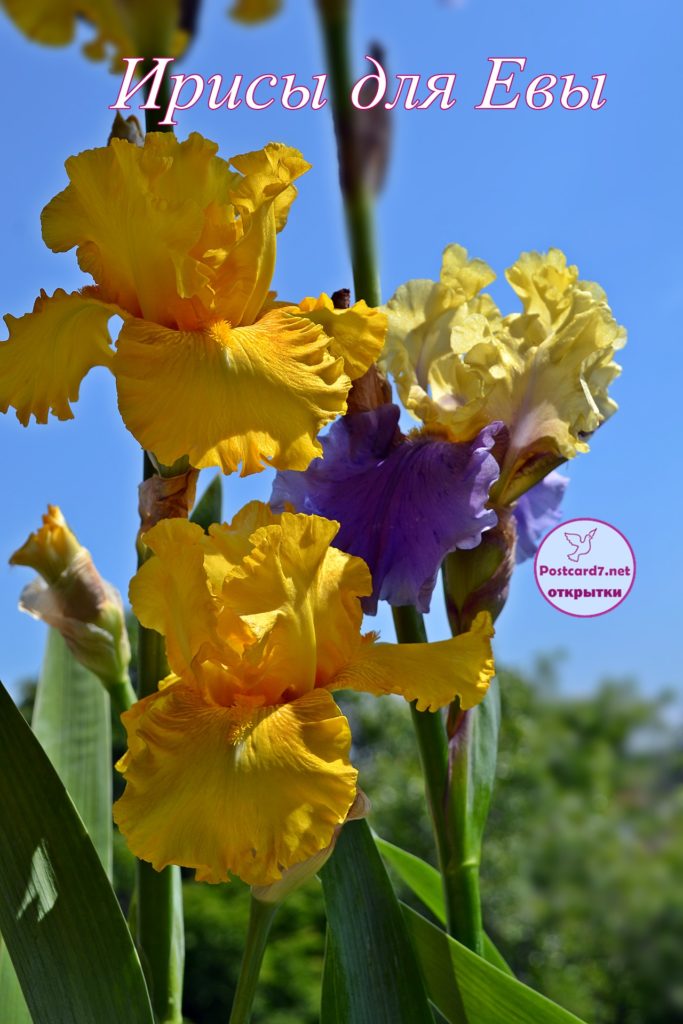 Красивые фото ирисов. Ирисы фото на рабочий стол. Картинки цветов ириса.