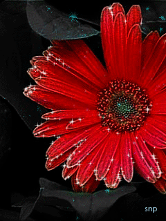 Открытка со стихами с малиновыми и розовыми герберами , ромашкой и тюльпанами.