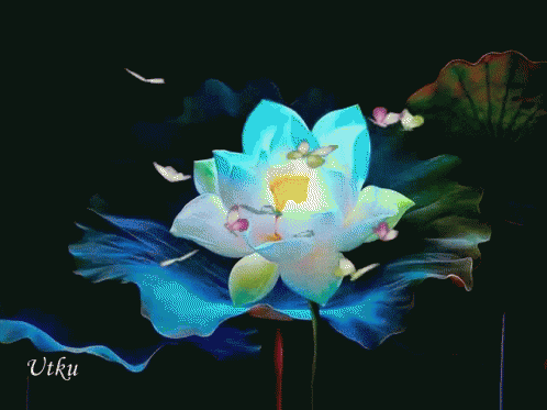 Самые красивые лотосы фото GIF картинка Лотос. Живая картинка лотоса.