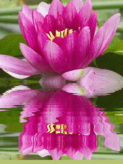 Открытка водная лилия или Лотос. Открытка к чистому четвергу с цветами лотоса...