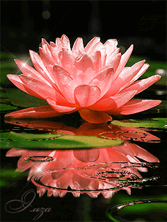 Открытка лотосы на воде. Открытка с днем Нептуна, с цветком лотоса.