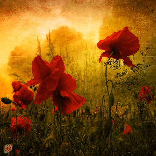 Открытка с нежностью и любовью с сердцем из красных Маков и Ромашки в ладонях.